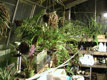 Messy Greenhouse picture
