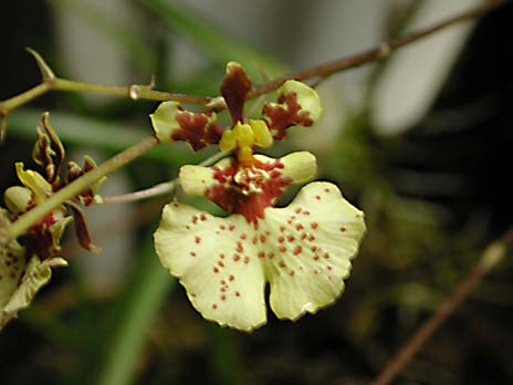 Oncidium Picture