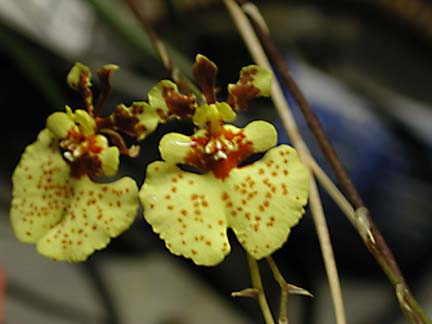 Oncidium Picture